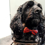 Wool & Water Pet Bow Tie