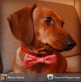 Wool & Water Pet Bow Tie