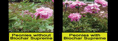 Renel Anderson's Peony experiment with Black Owl Biochar
