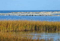 Proteus Inc. Salt Marshes, Tom McCormick's Work with Environmental Ultra