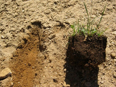 Unhealthy Soil Vs Healthy Soil - Mine Reclamation