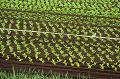 Veggie Field with Black Owl Biochar