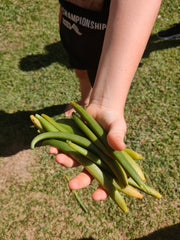 Vanilla beans freshly picked