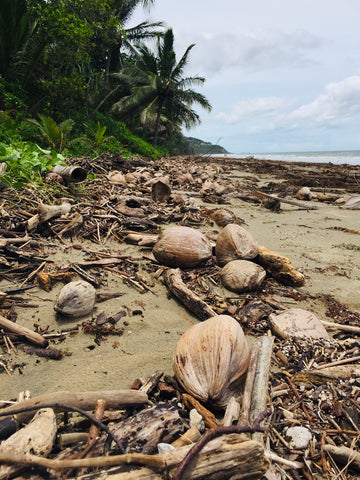 Coconuts on Port Douglas beach after monsoon conditions