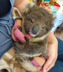 Koala fire victims - let's all help