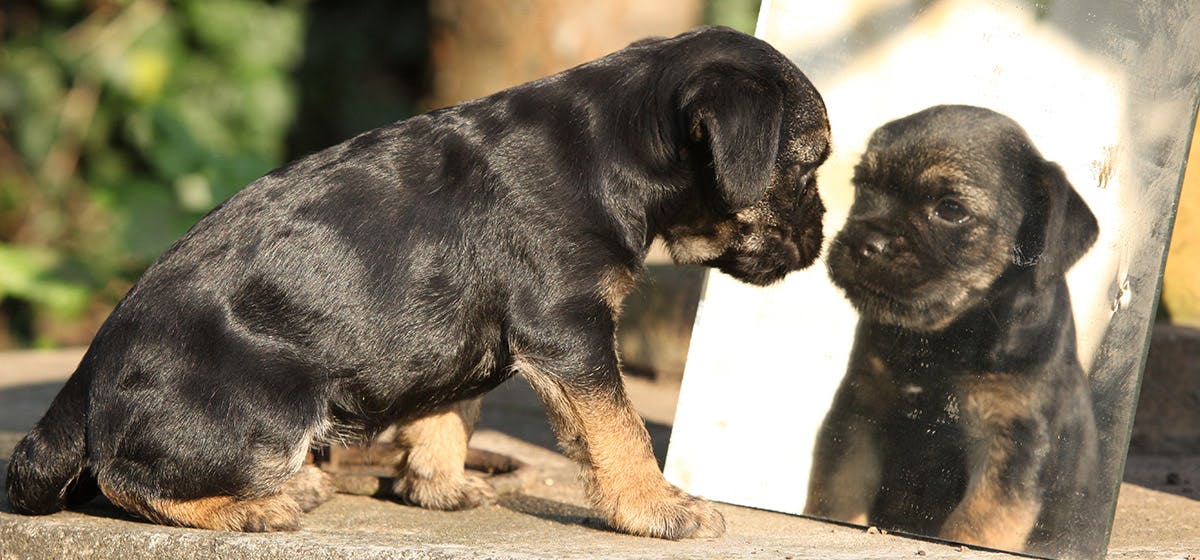 can a dog recognise itself in a mirror