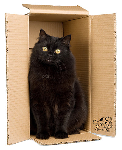 Black Cat in Chaos in Color Shipping Box