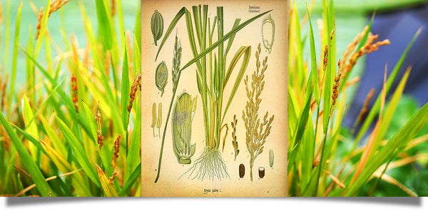 Ancient grains: rice bran oil for skin care