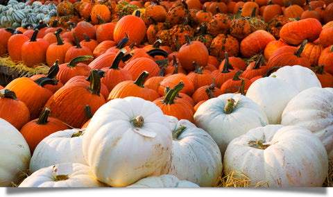 Pumpkins and the power of storytelling