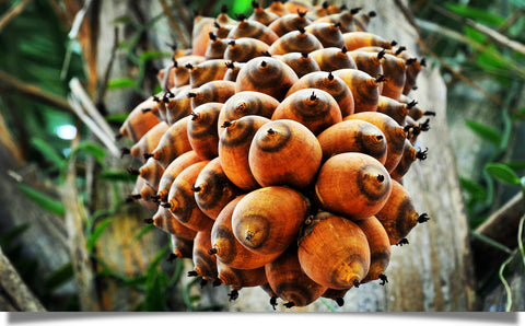 Babassu seed oil vs coconut oil for skin