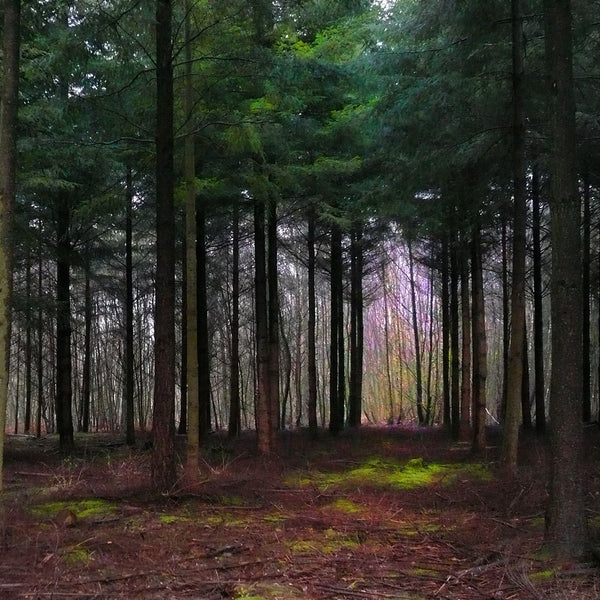 winter solstice light in the forest