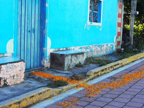 Pathways paved in marigolds mark the Dia de los Muertos celebration