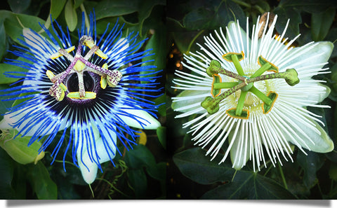 The natural skincare power of the passion flower