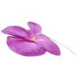 phalaen orchid flower head purple