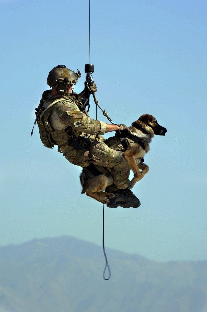 What Does It Take to Train a Search and Rescue Dog? – PupPod