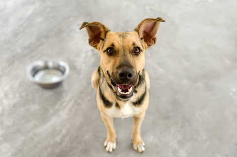 are pickled beets safe for dogs