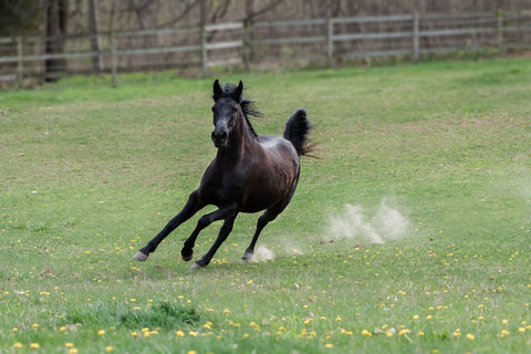 Caractère du Cheval