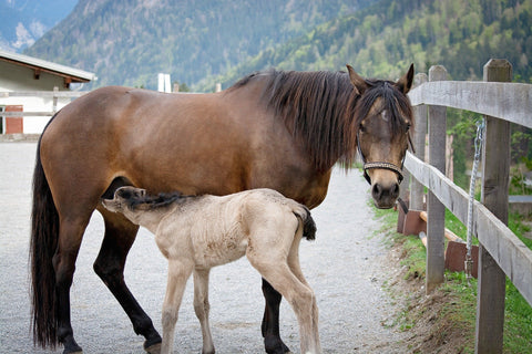 Accouplement de chevaux