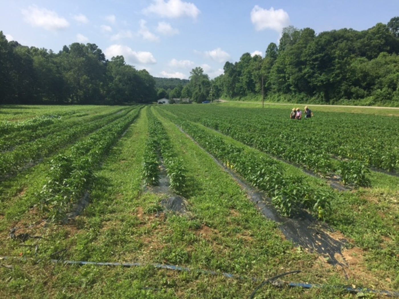 Abruzzi's Hot Peppers In Oil Farm Fresh, 100% Natural and Gluten Free