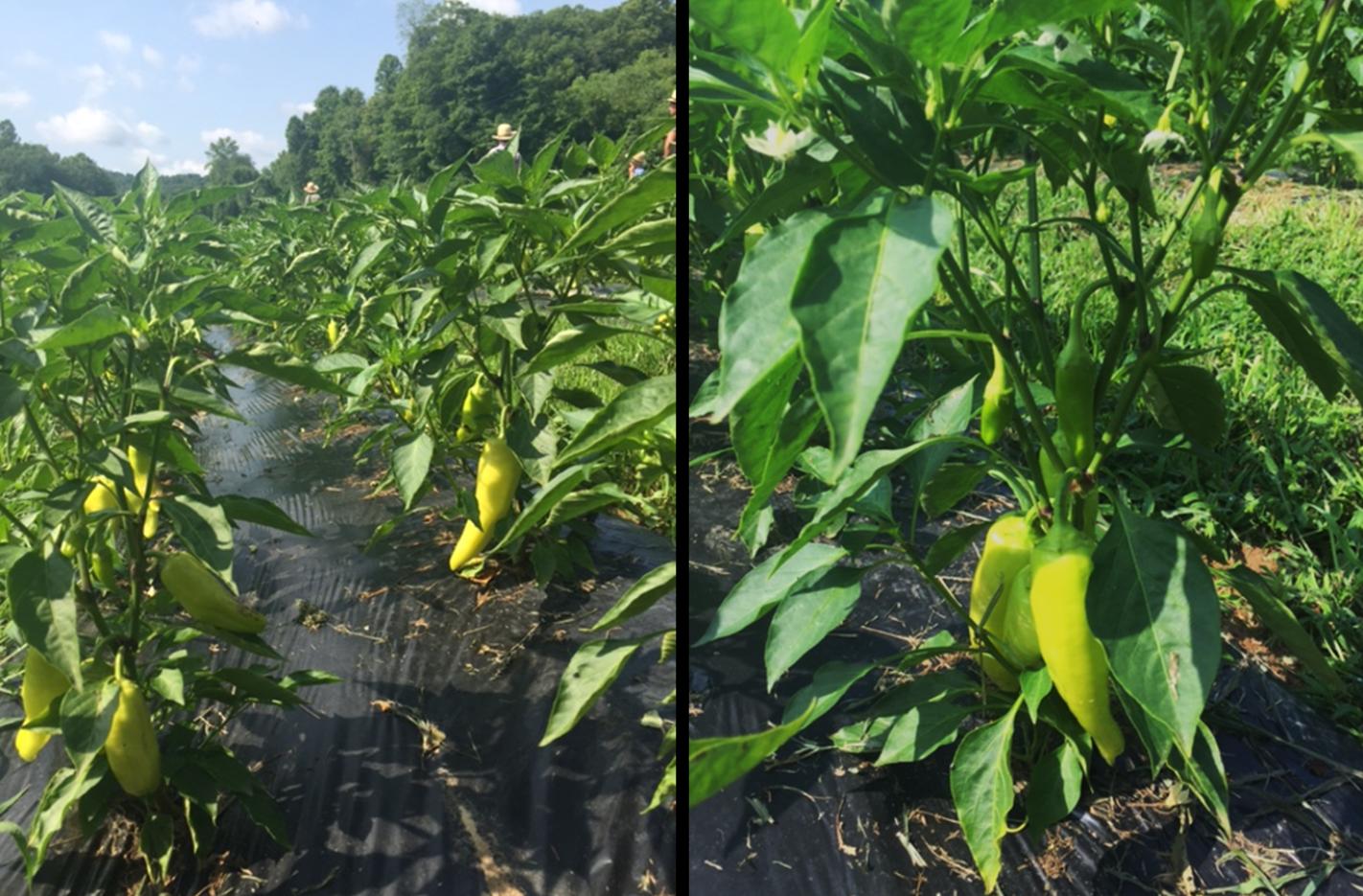 Abruzzi's Hot Peppers In Oil Farm Fresh, 100% Natural and Gluten Free