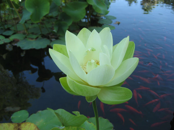 Fleur de lotus dans le bouddhisme