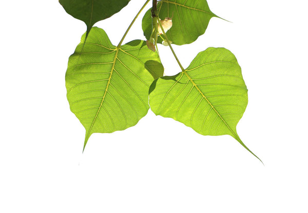 Feuille et arbre de Bodhi