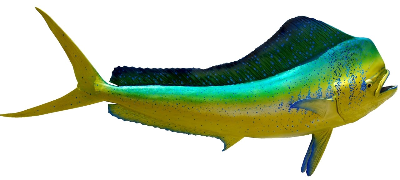 mahi mahi guy harvey wallpaper