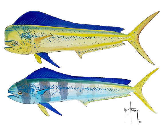 mahi mahi guy harvey wallpaper