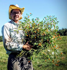 Andre wild foraging Jewelweed in Field for soapmaking