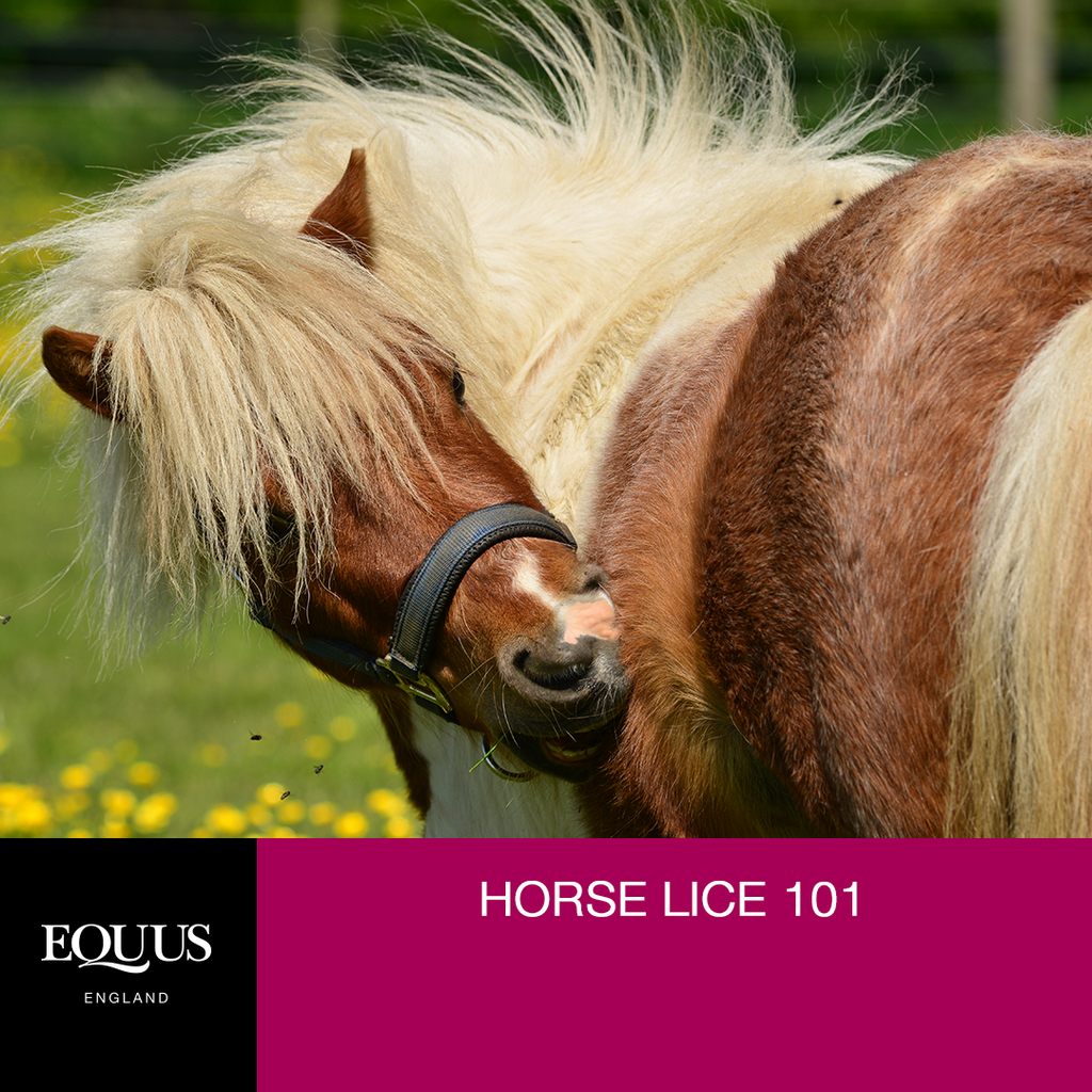 Horse Lice 101 Equus