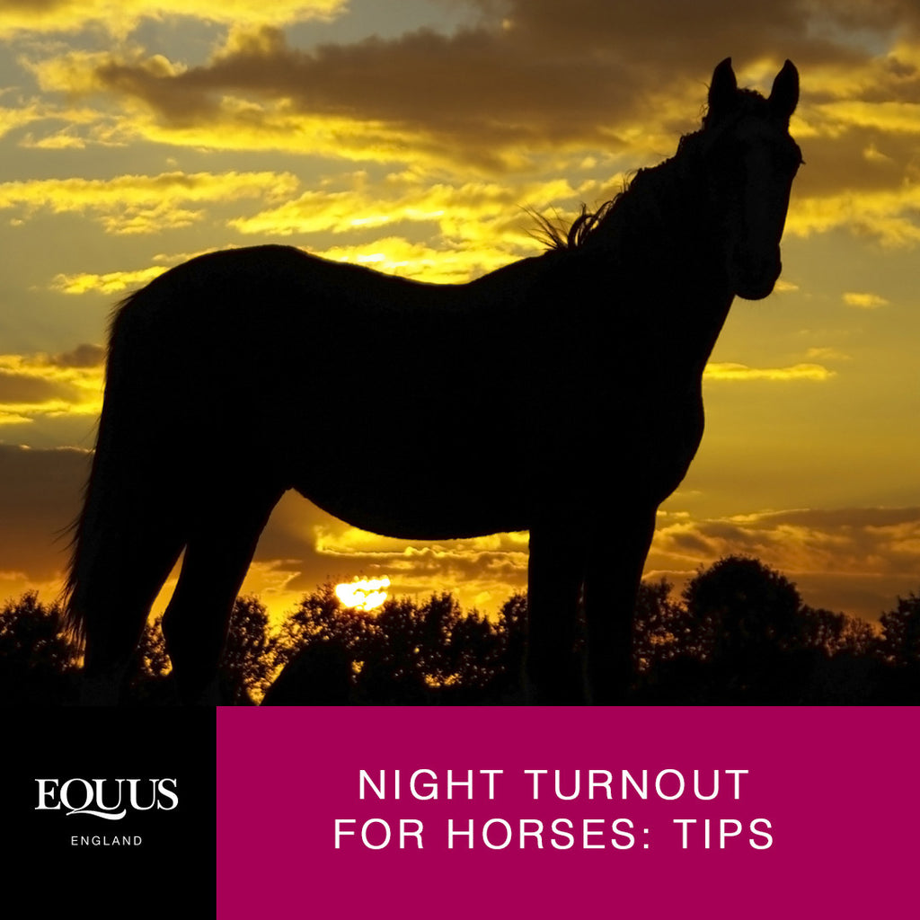 Night Turnout For Horses Some Things To Consider Equus