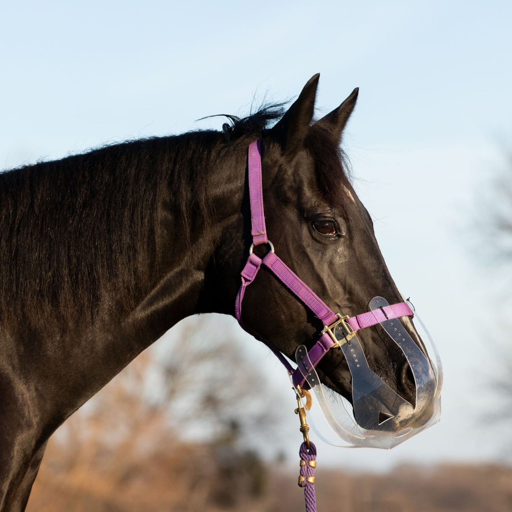 filly grazing muzzle