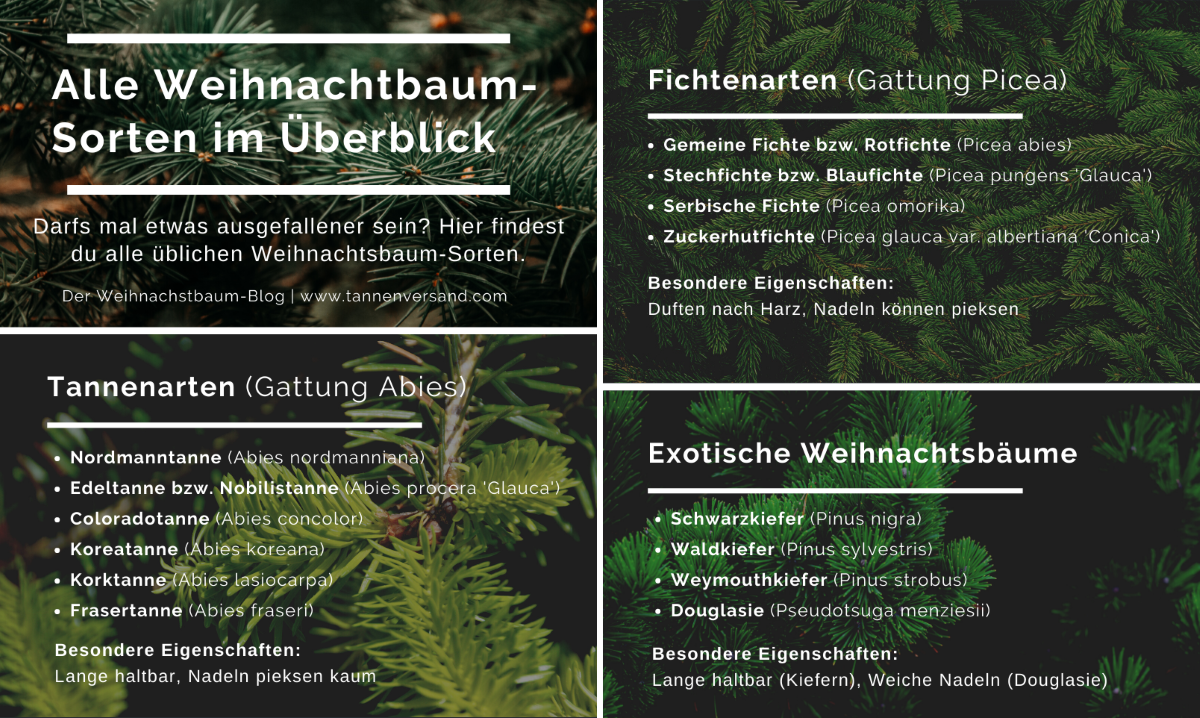 Alle Weihnachtsbaum Arten Sorten im Überblick