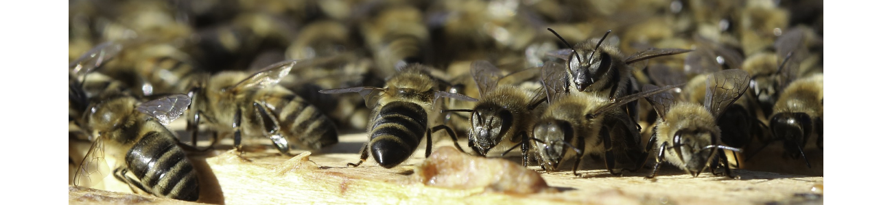 Bienen im Schwarm Bienenstock