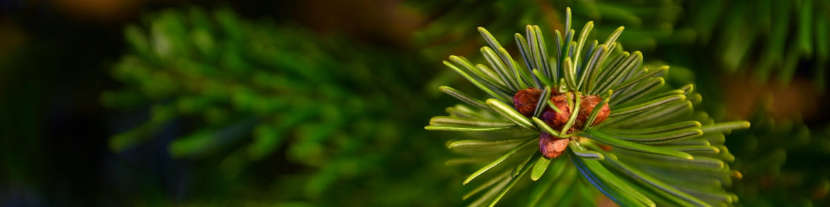 Weihnachtsbaum Spitzen Tannennadeln Zweig