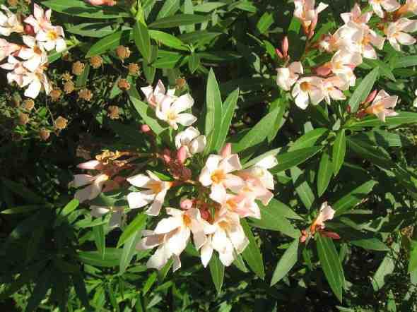 Nerium Oleander Dwarf Apricot