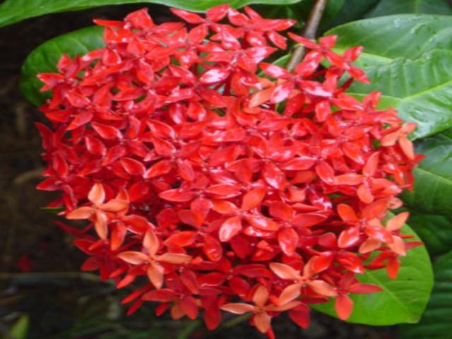 Ixora red Malay - Plants in a Box
