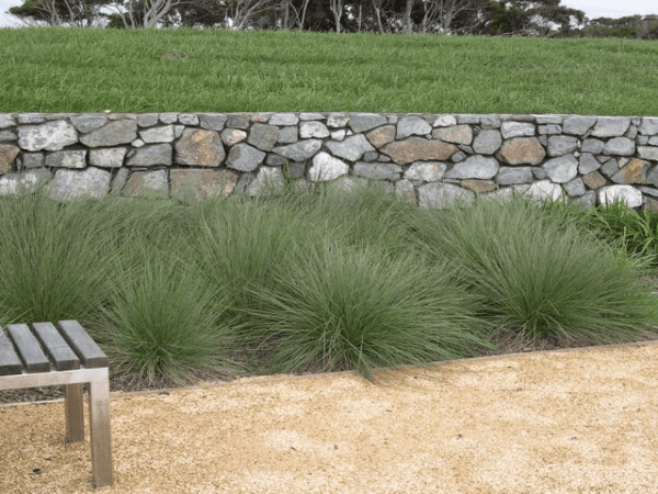 Poa Labillardieri Native Tussock Grass Full Sun Plants Online Garden