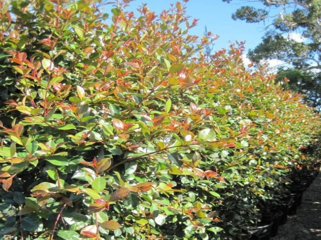 Syzygium Elegance - Lilly Pilly