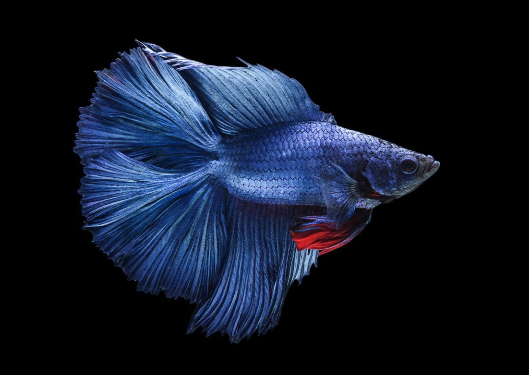 online betta fish shopping