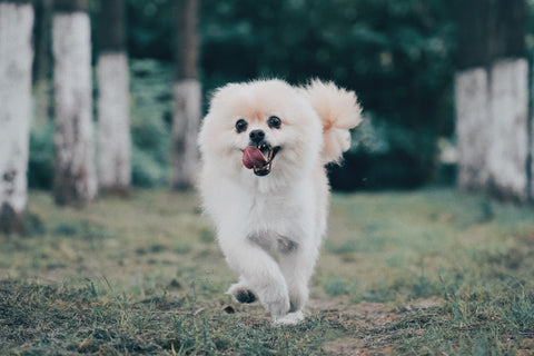 cute Pomeranian 