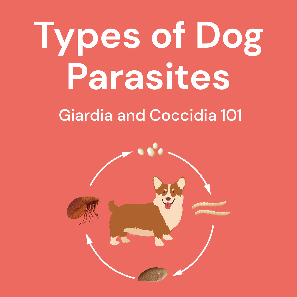 what are the symptoms of coccidia in puppies