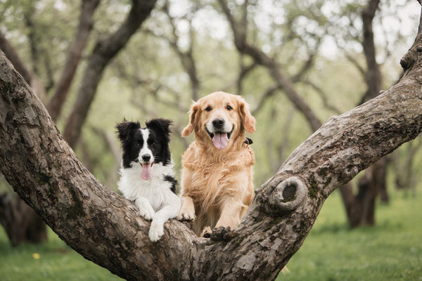 two happy dogs