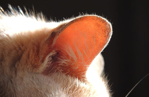 A tabby cats ear