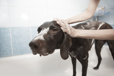 Coconut oil bath for dogs