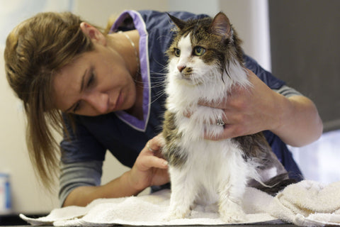 Cat grooming hairball