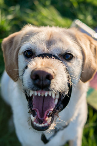 dealing with dog on dog aggression