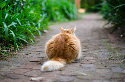 fat cat facing backward
