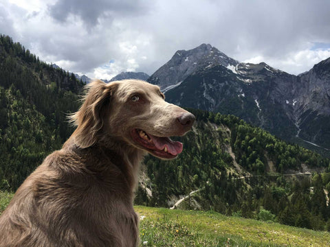 pretty mountains and dog