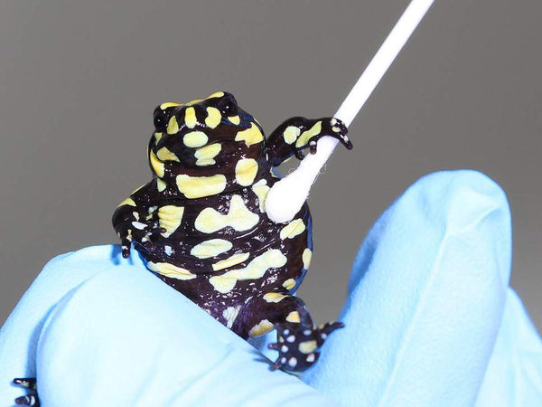 Corroboree frog getting tested for chytrid fungus by scientists ( James Cook University )